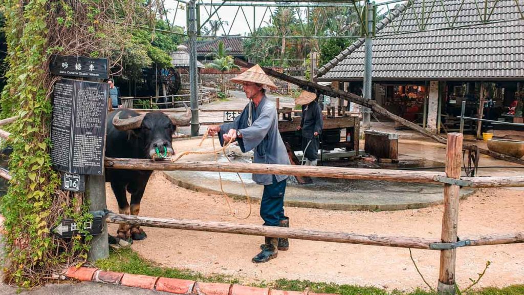 ryukyu mura buffalo - Okinawa Guide