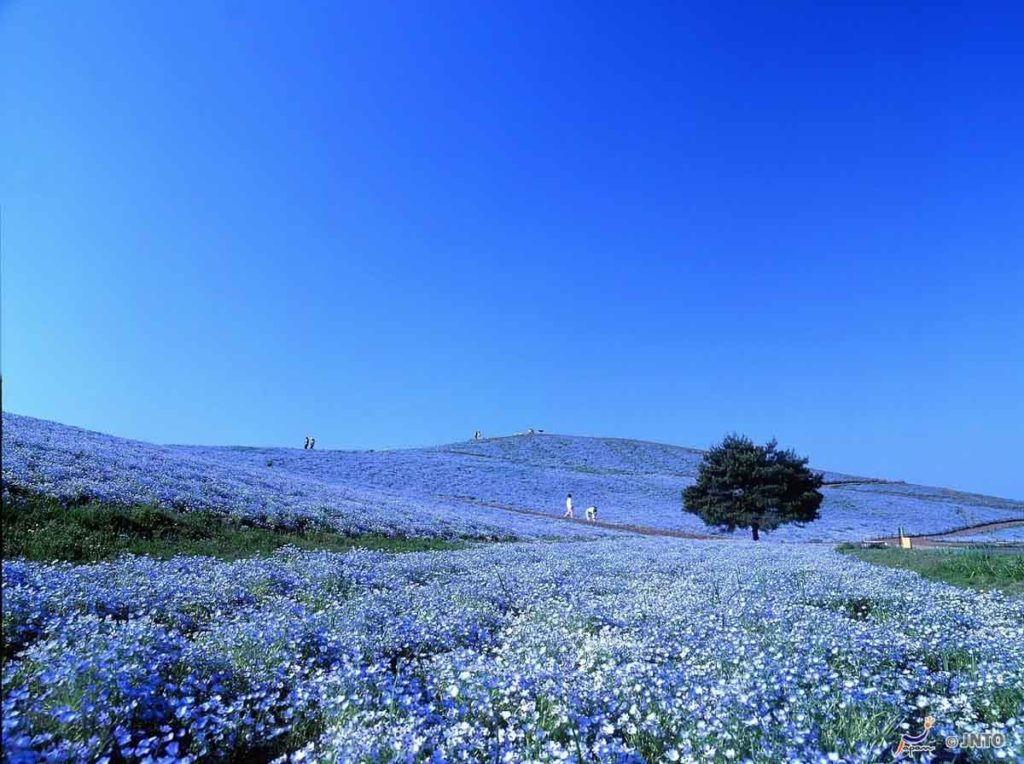 Baby Blue Eyes Flowers at Hitachi Seaside Park in the Spring  - Where to Go in Japan - Underrated Cities Near Narita Airport