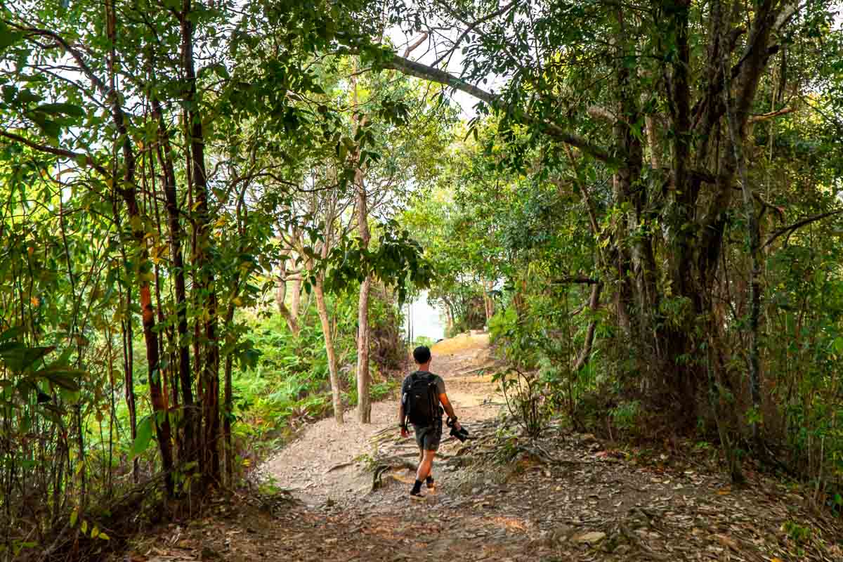 Bukit Panorama Forested Area