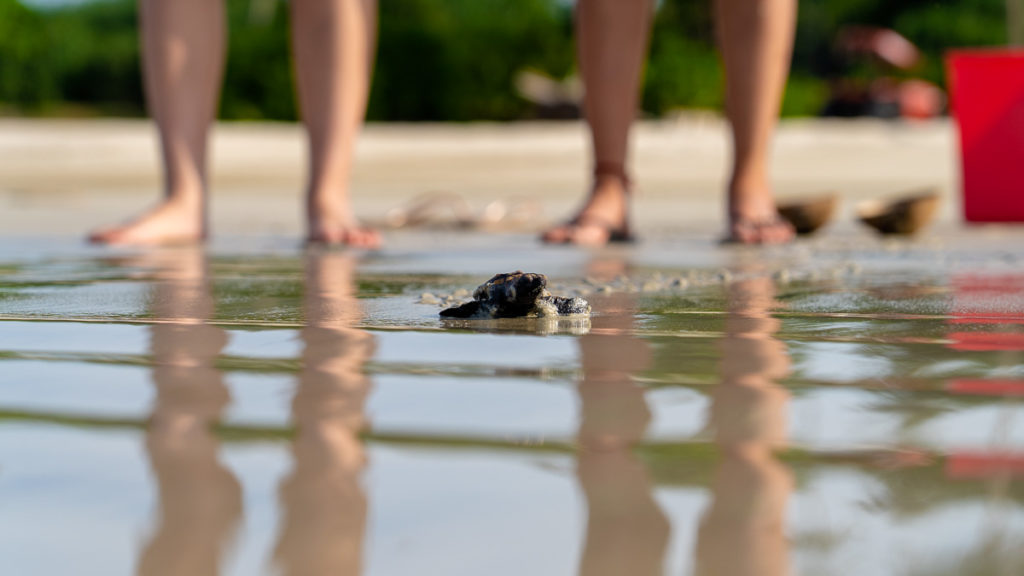 Hawksbill Turtle Release - Cassia Bintan Getaway