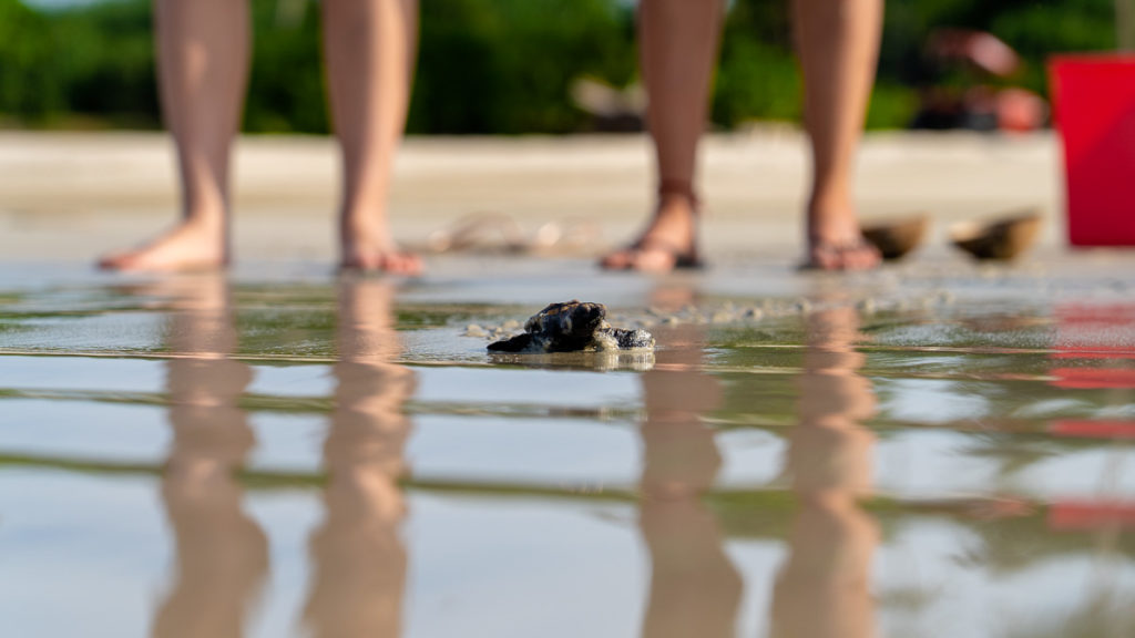 Releasing Hawksbill turtles