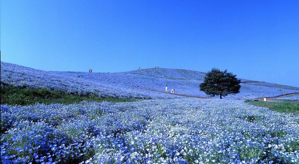 Hitachi Seaside Park in Ibaraki - Featured Image