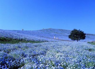 Beyond Tokyo: 5 Places Accessible from Narita Airport You Must Visit — Gunma, Tochigi, Ibaraki, Chiba, Nagano Hitachi Seaside Park in Ibaraki - Featured Image