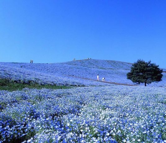 Hitachi Seaside Park in Ibaraki - Featured Image