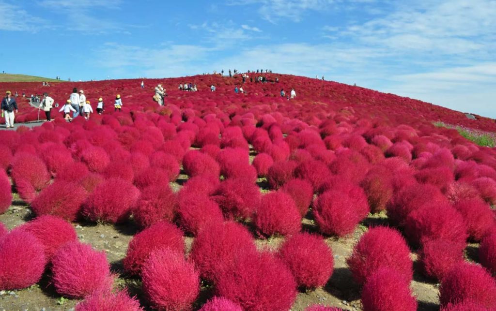 Hitachi Seaside Park in Ibaraki - Where to Go in Japan - Underrated Cities Near Narita Airport