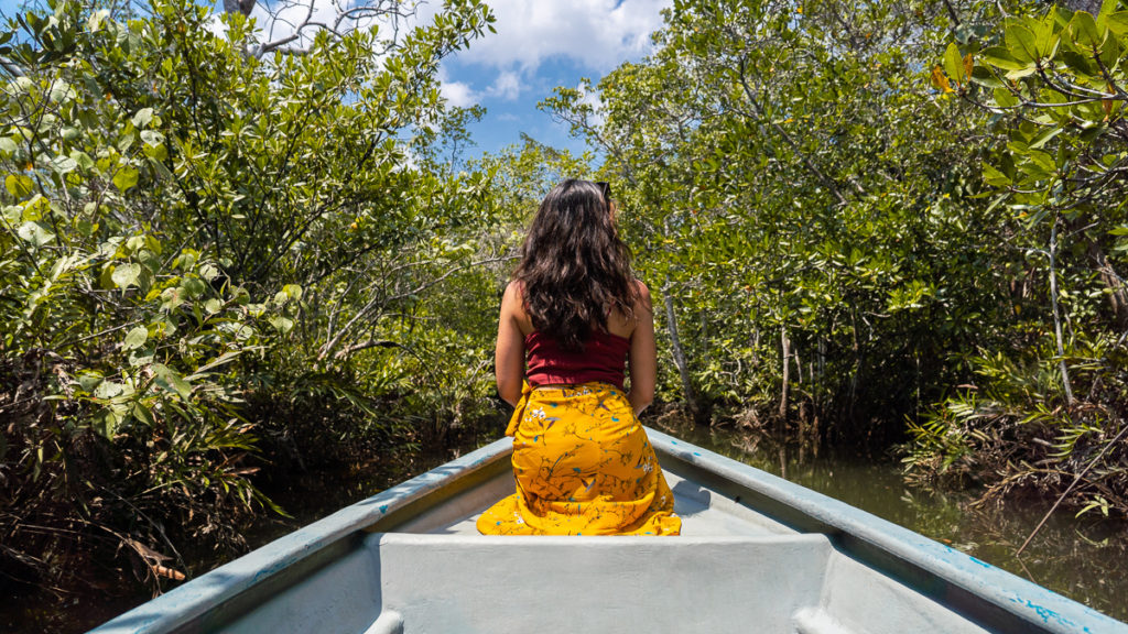Speedboating through mangroves on a mangrove discovery tour
