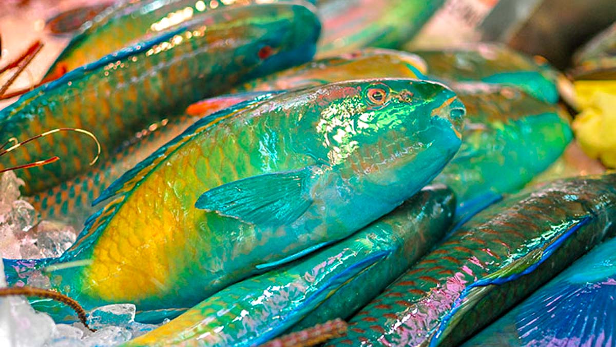 Parrot Fish in First Makishi Public Market - Okinawa Food Guide