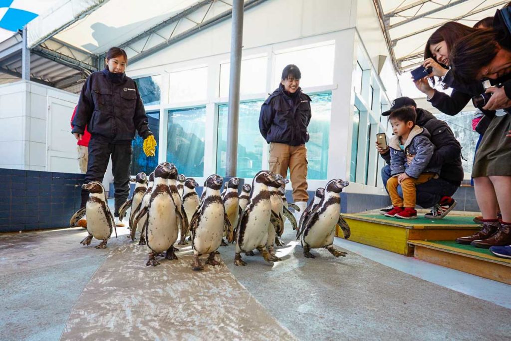 Penguins in the Toba Aquarium - Japan Itinerary (Kanto and Chubu region)
