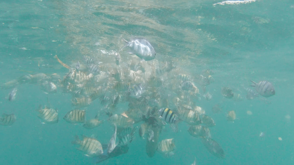 Snorkelling in Bintan