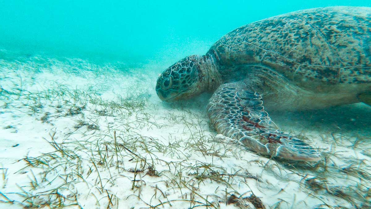 Snorkelling in Perhentian island Kecil sea turtle