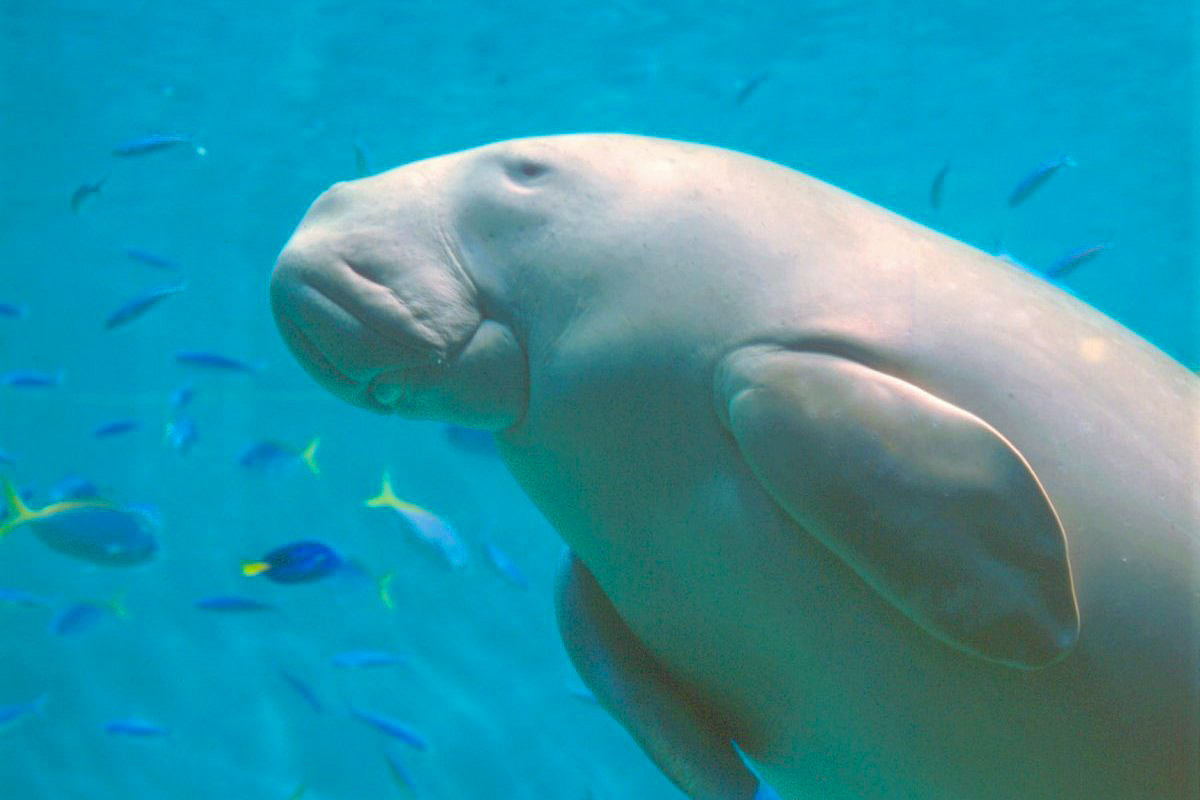 Toba Aquarium Dugong - Day Trips from Nagoya