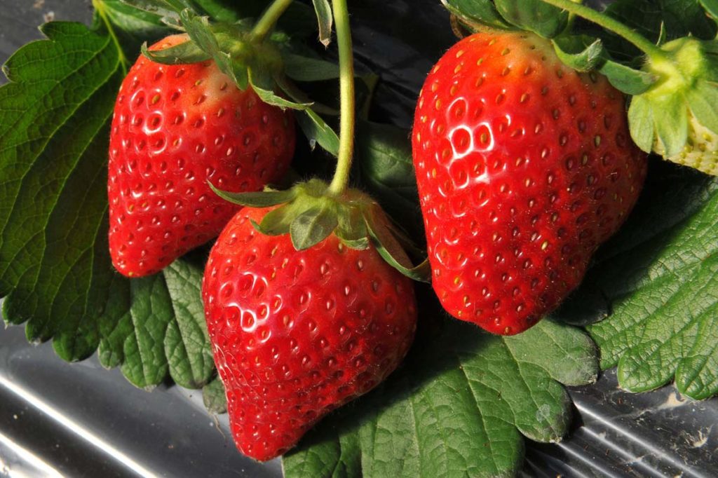 Tochigi Tochiotome Strawberry - Japan Itinerary (Kanto and Chubu region)