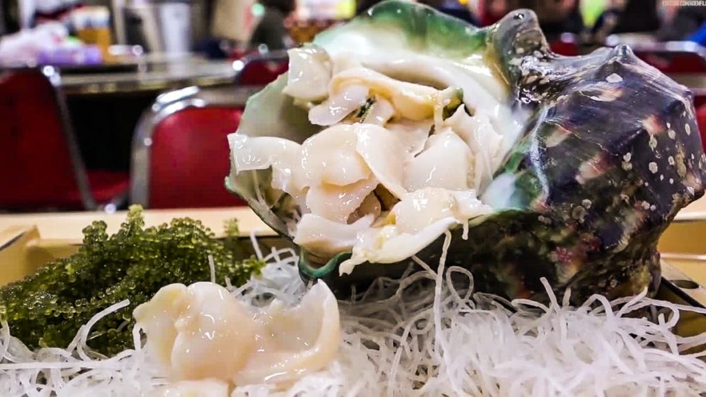 Turbo marmoratus Great green turban shell 夜光貝 - Okinawa food guide