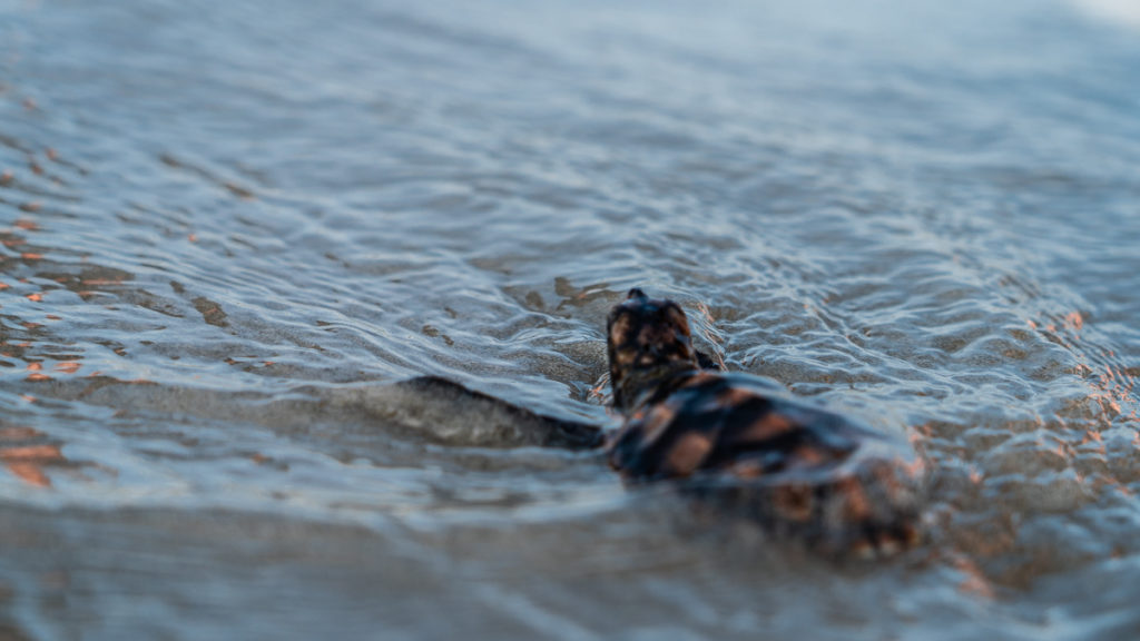 Releasing Hawksbill turtles into the sea