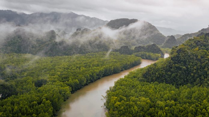 cropped-Mangrove-Langkawi-Guide-2.jpg