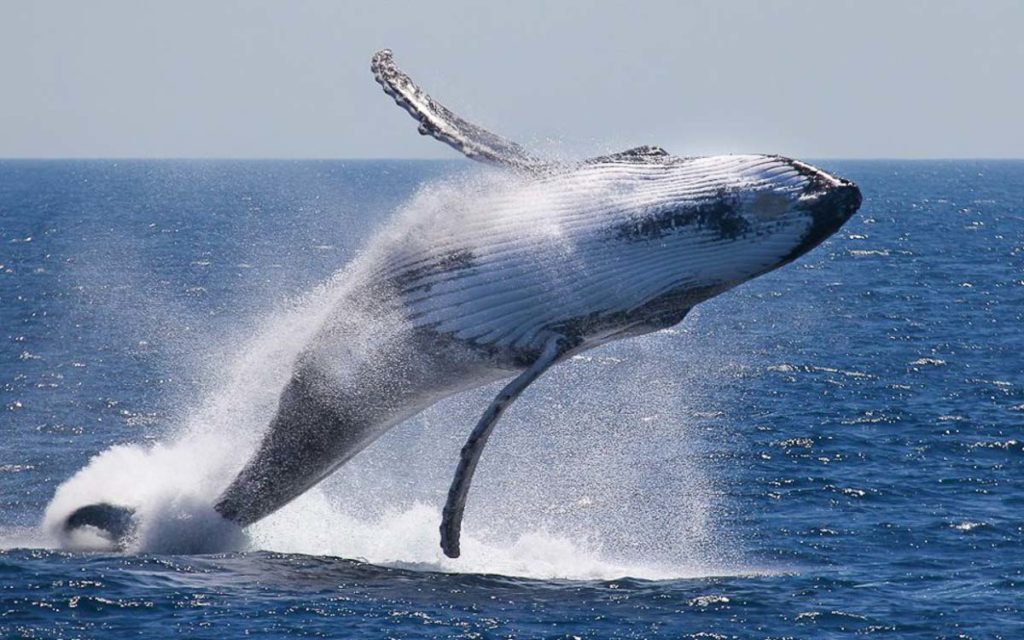 whale watching rottnest