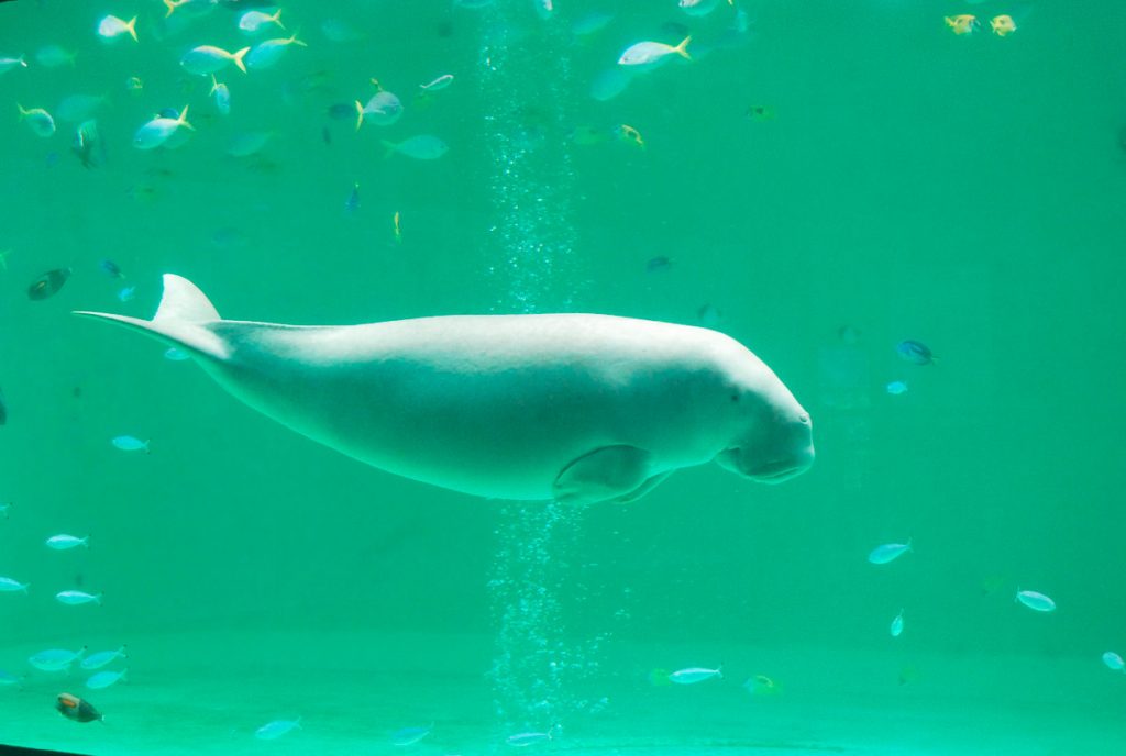 Dugong in Toba Aquarium -Japan Itinerary Kanto Chubu Region