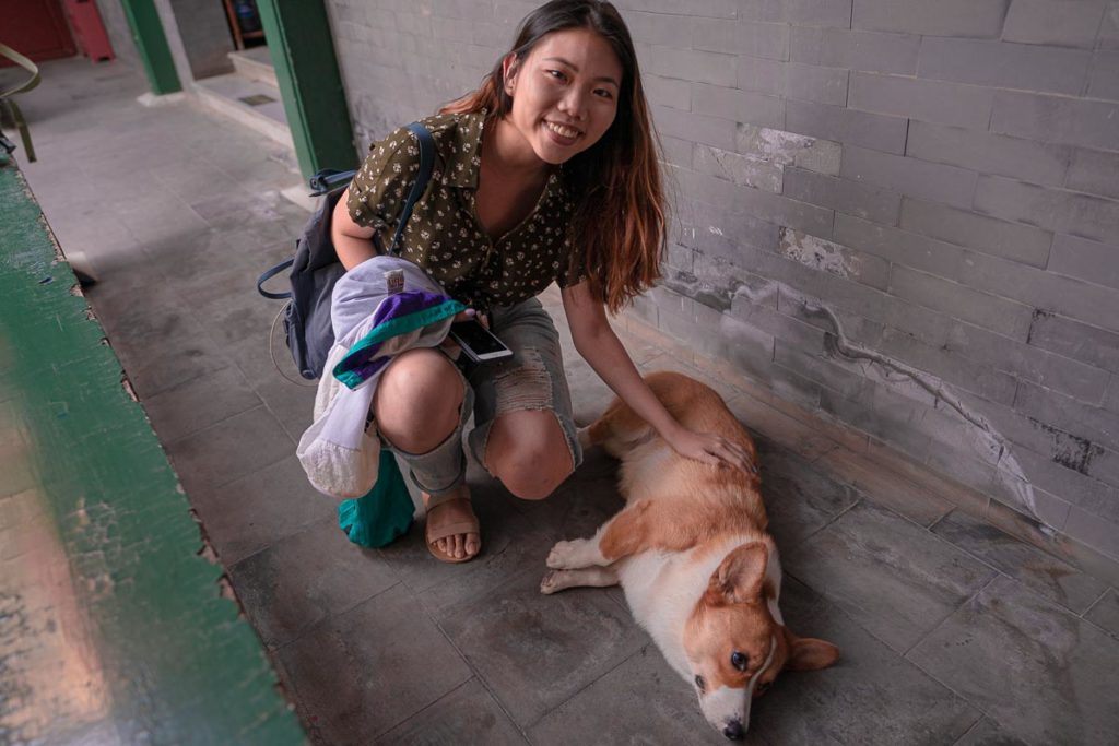 Mao Mao the Hostel Corgi