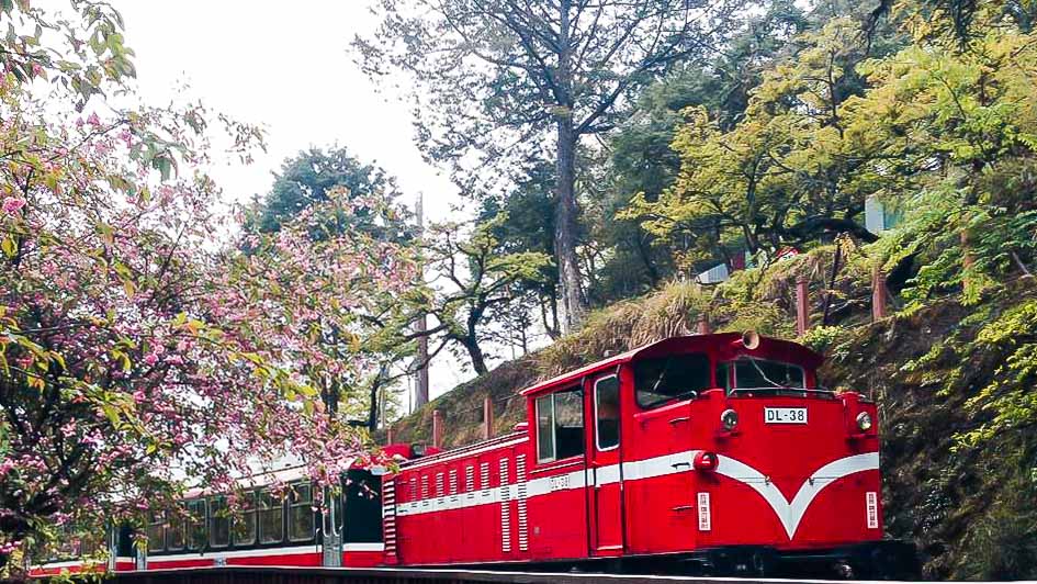 Alishan Cherry blossom and forest train - Taiwan Cherry Blossom guide