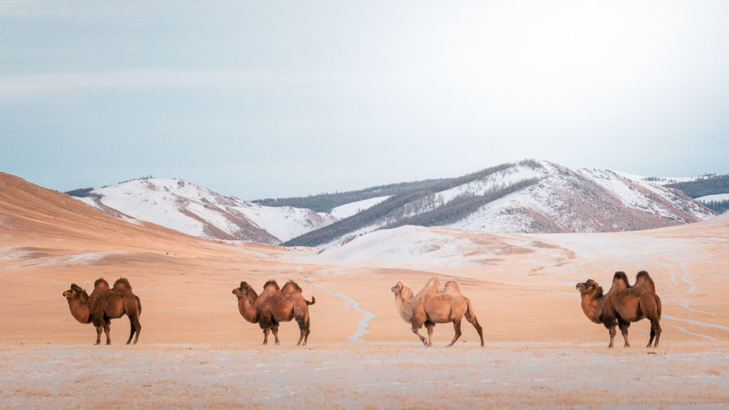 Camels-Travel-To-Mongolia