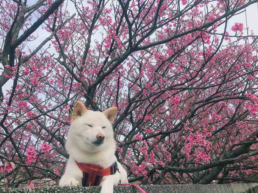 Cherry blossoms at taipei pingjing street lane 42 yangmingshan with shiba inu - Taiwan Cherry Blossom guide_