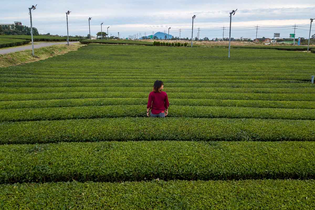 Drone Shot of Osulloc Tea Fields