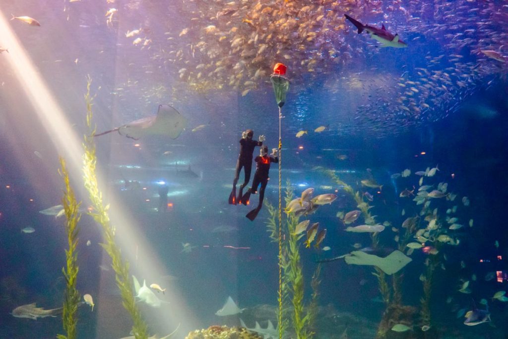 Haenyeo Diving Demonstration at Aqua Planet Jeju - Jeju Itinerary