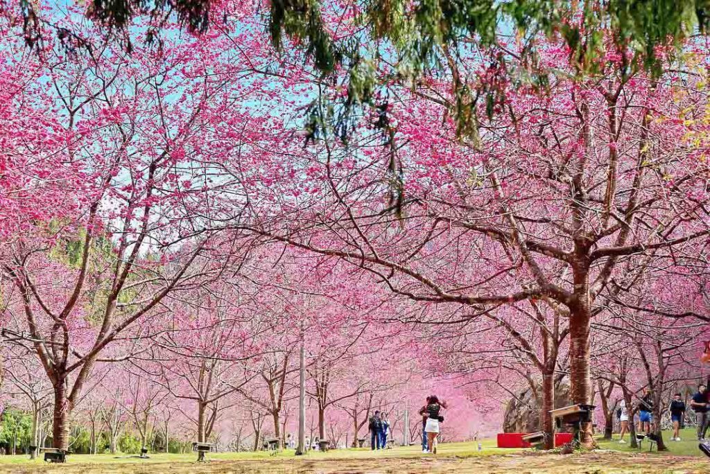 Nantou Formosan Aboriginal Culture Village blossoms - Taiwan Cherry Blossom guide