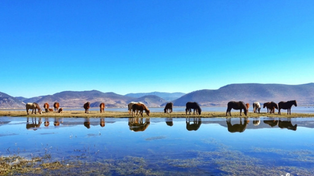 Horses by the Lake - Things to do in China