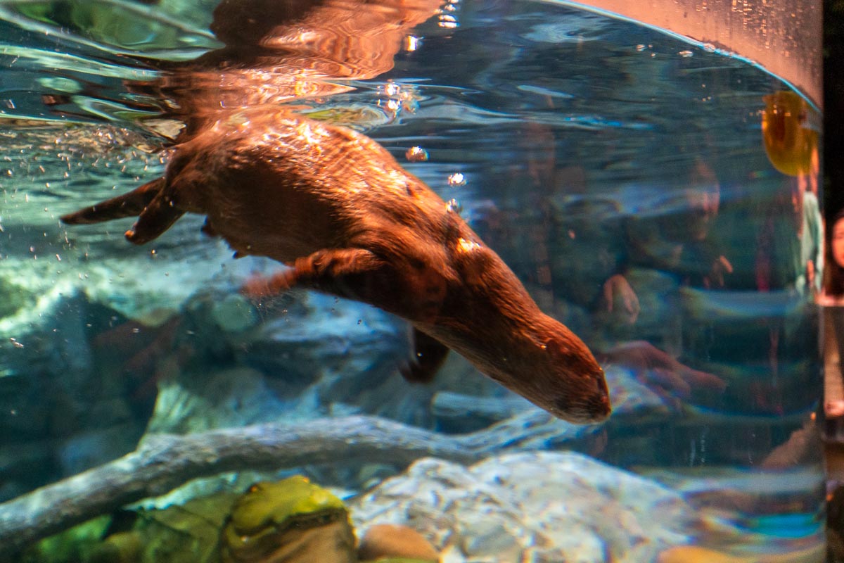 Otters Swimming at Aqua Planet Jeju