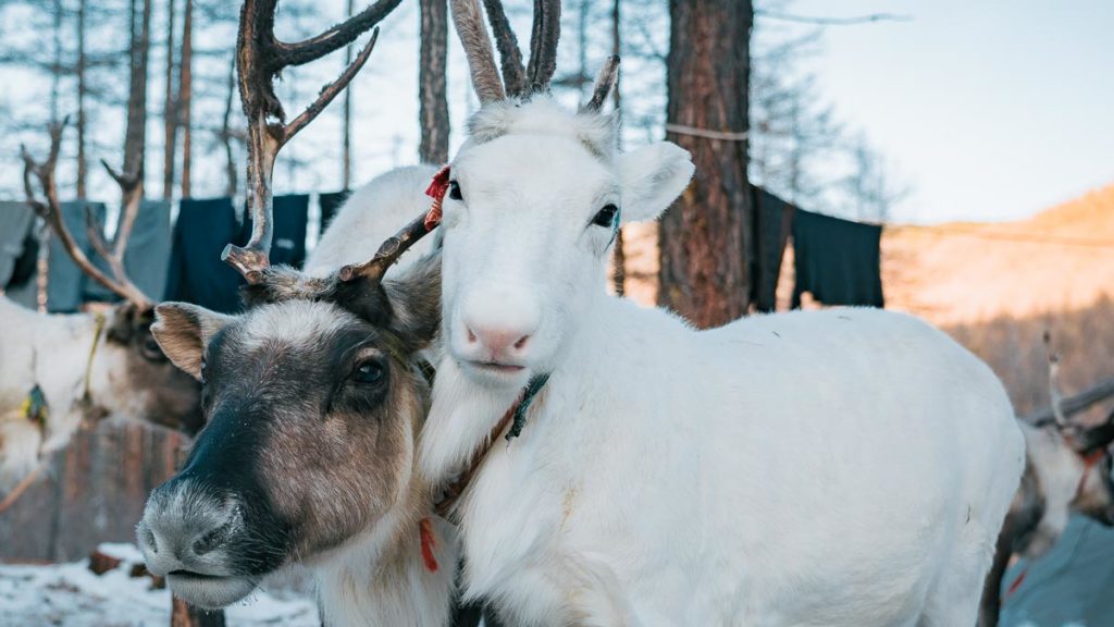 Reindeer-Travel-To-Mongolia