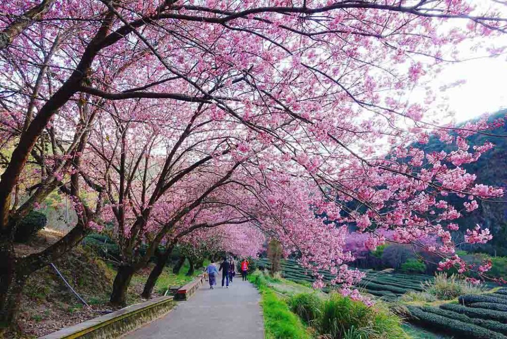 Taichung Wuling Farm - Taiwan Cherry Blossoms 