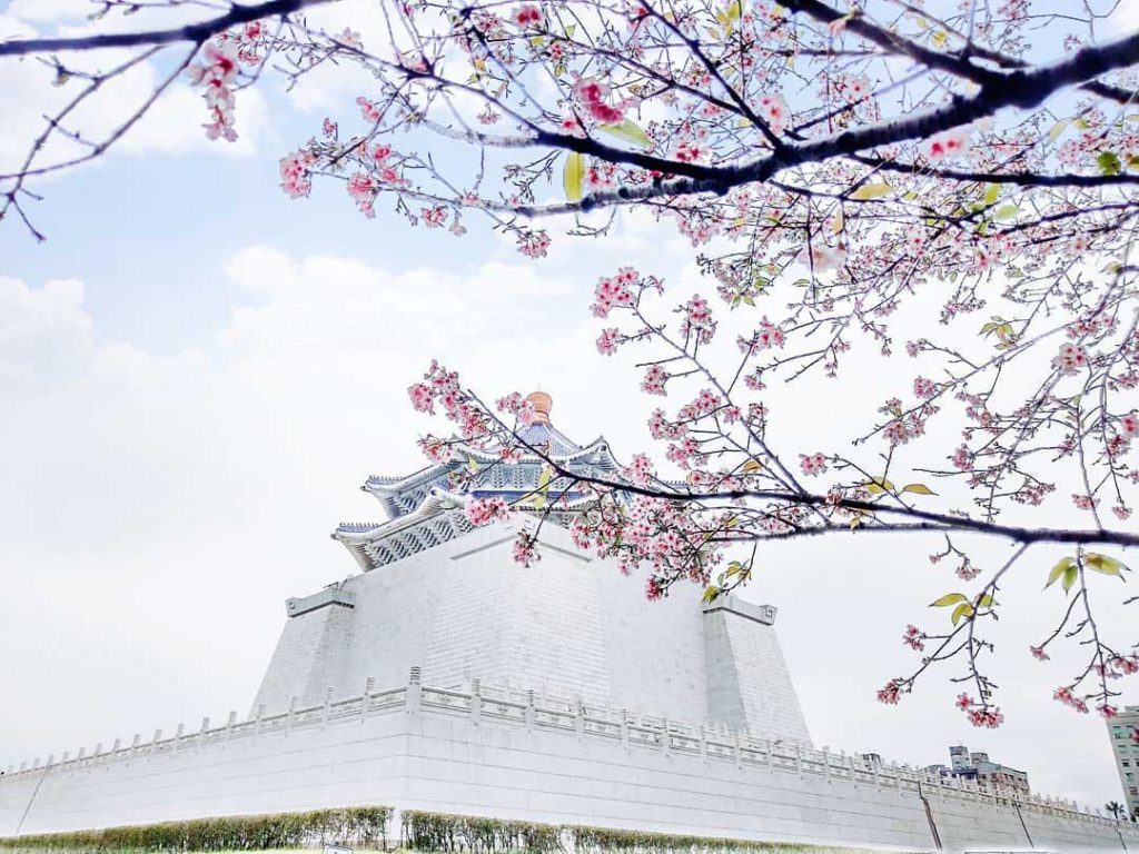 Cherry Blossoms over Taipei Chiang Kai Shek memorial hall - Taiwan Cherry Blossom