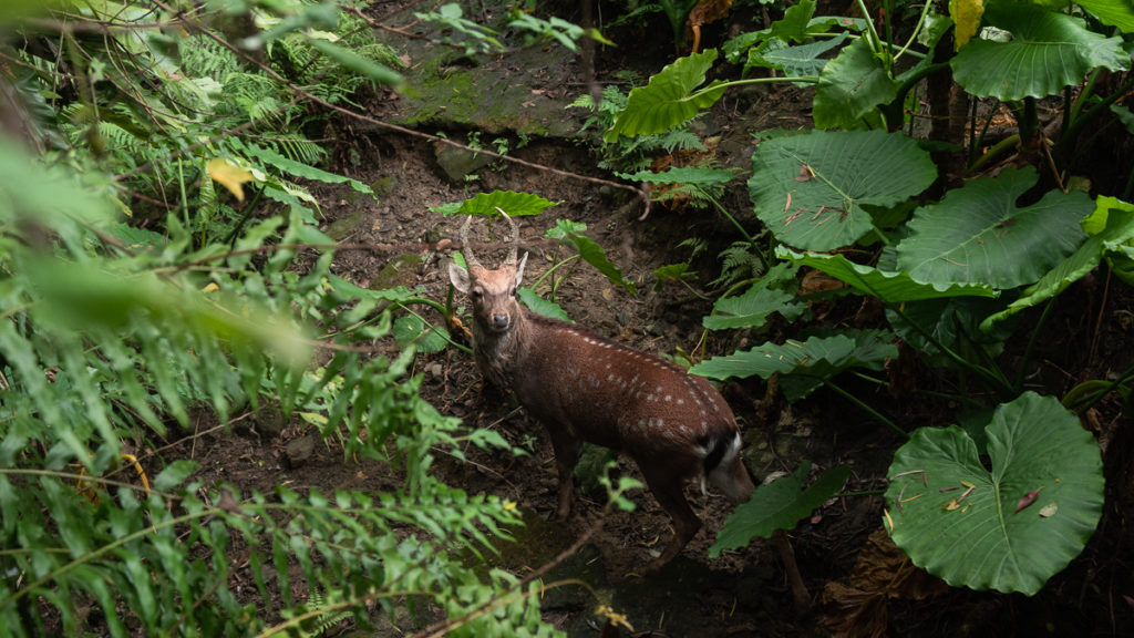 Taipei Zoo - Things To Do In Taipei 