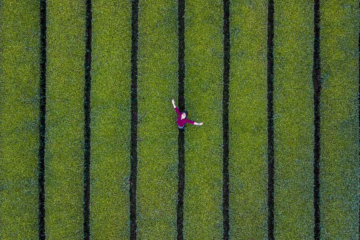 Topdown Drone Shot of Osulloc Green Tea Fields