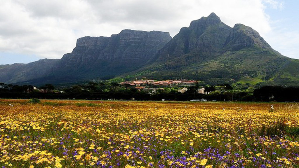 Cape Town, South Africa, Cape Of Floral Kingdom
