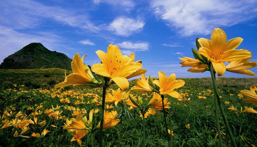 Sado Island Onogame Tobishima Kanzo Lilies