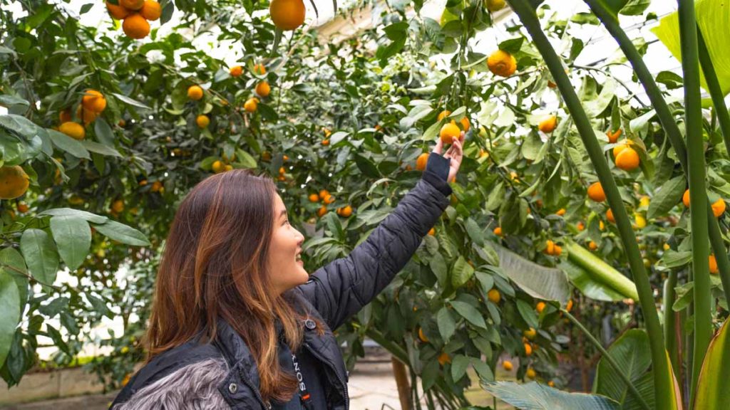Shirone Grape Garden Orange Picking - Japan Itinerary Niigata and Sado Island