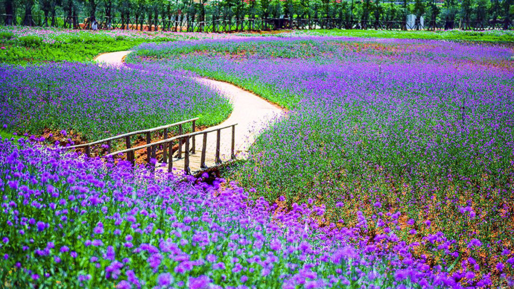Lavender Fields in Beijing, China - Breathtaking Bucket List Spring Destinations Besides Japan