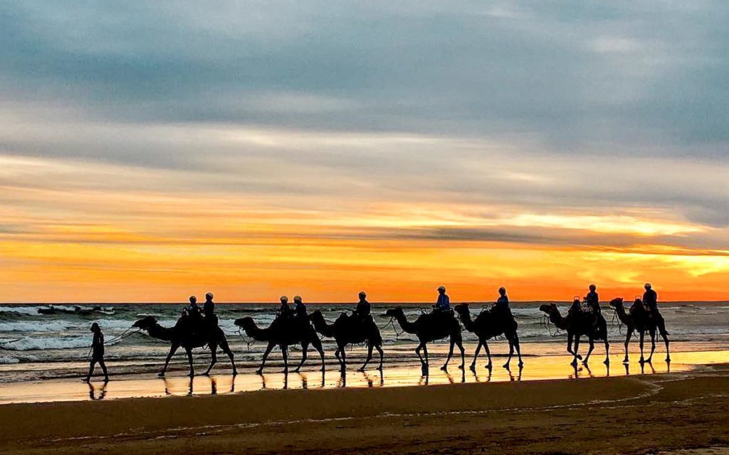 Camel riding on Birubi Beach Port Stephens - NSW Australia Itinerary