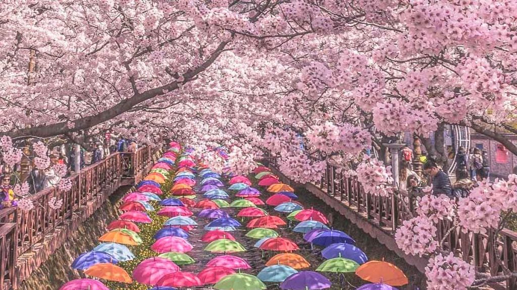 Cherry Blossom Season - South Korea Cherry Blossom