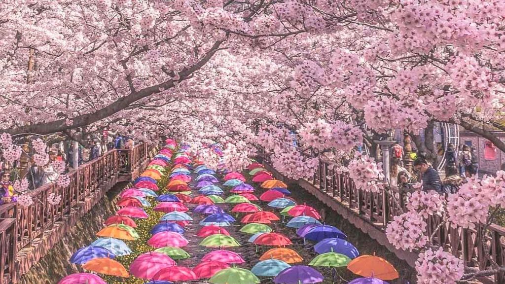 Top 10 places to view beautiful cherry blossoms across the globe 2023