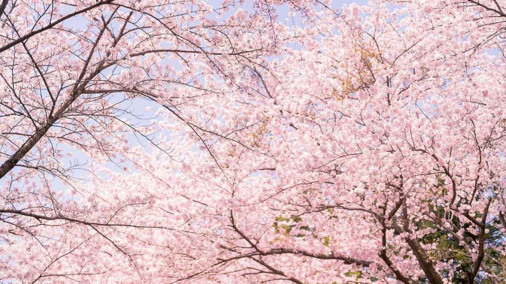 Pink Cherry Blossom Trees - South Korea Cherry Blossom
