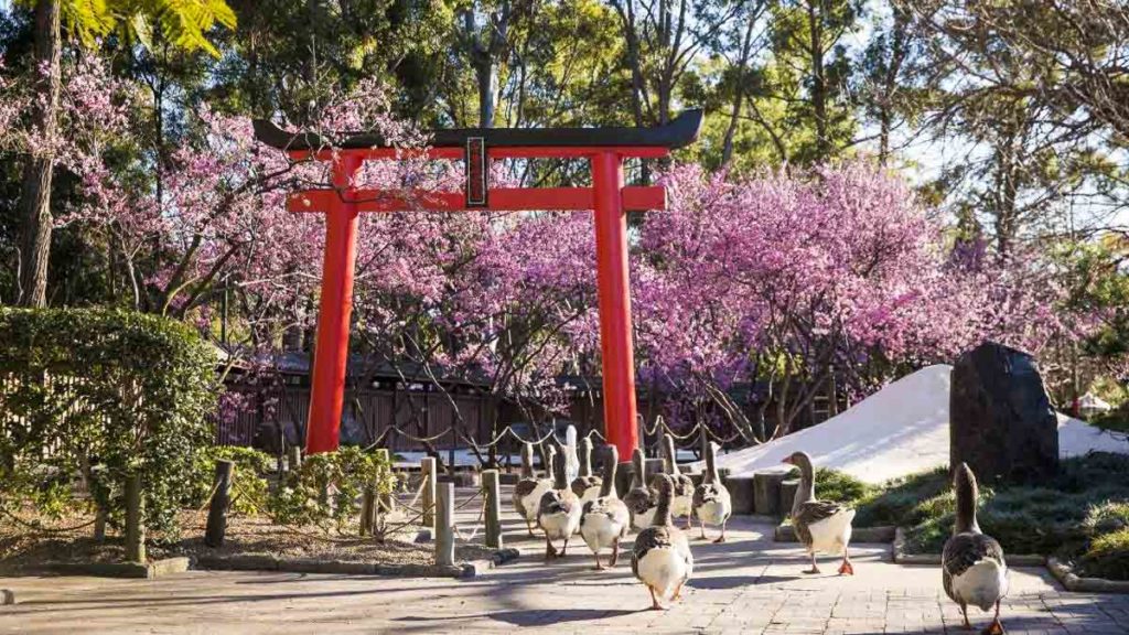 Cherry Blossoms at Auburn Botanic Gardens - Things to do in Sydney
