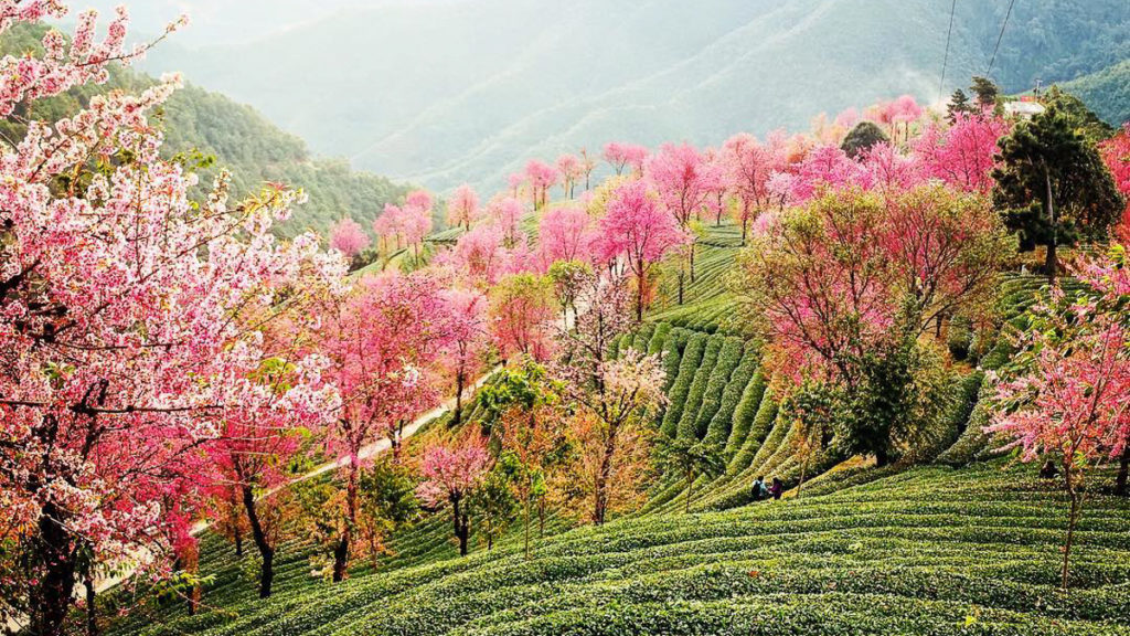 Dali, Yunnan - Breathtaking Bucket List Spring Destinations Besides Japan