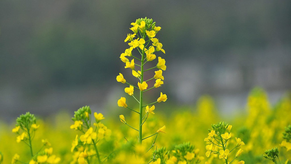 Yellow flowers in Hanoi