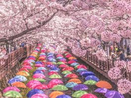 Featured - South Korea Cherry Blossom