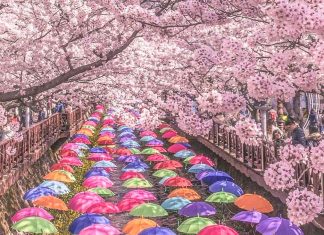 Featured - South Korea Cherry Blossom