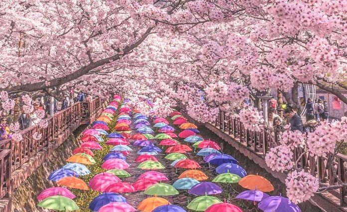 Featured - South Korea Cherry Blossom