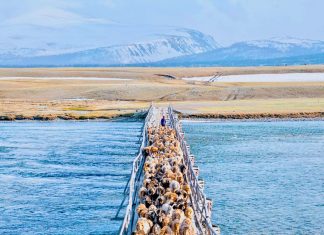 11D West Mongolia Itinerary for S$4.7k Excl. Flights — Eagle Hunters, Altai Mountains, & Traditional Gers Featured - West Mongolia Itinerary